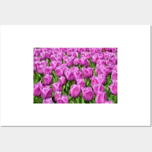 Purple Tulips Posters and Art